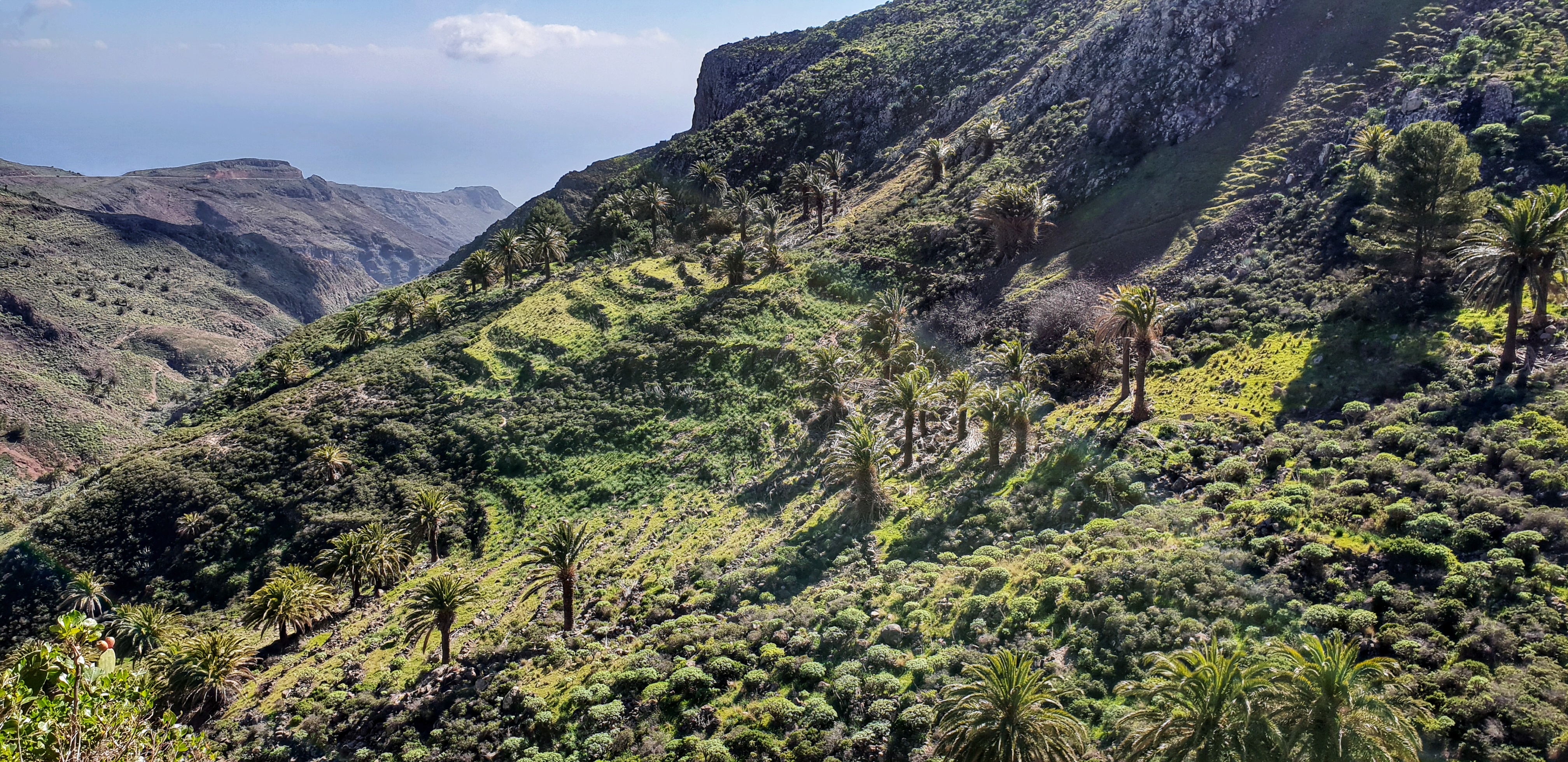 Green landscape with palm trees on La Gomera