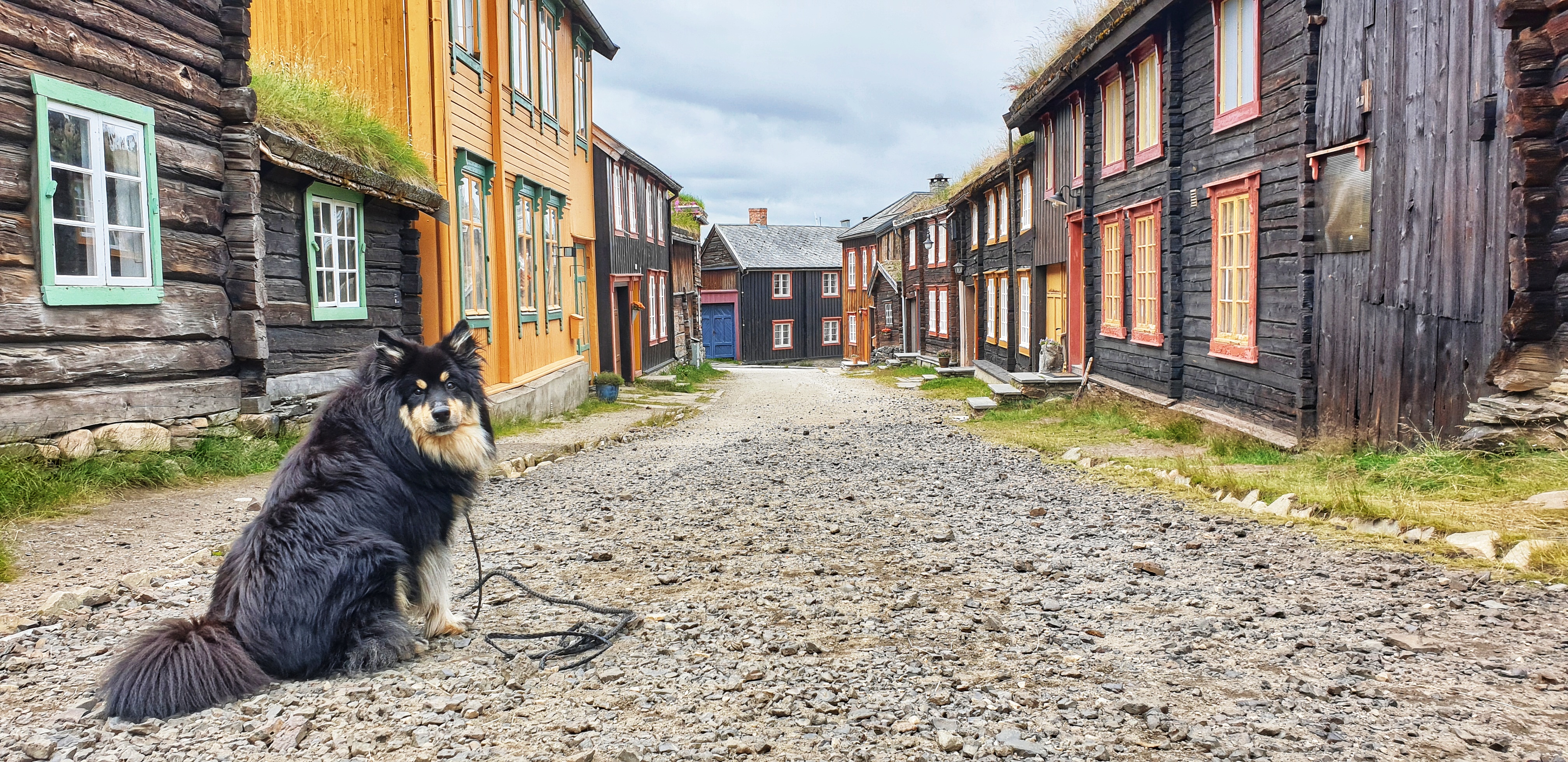 A dog sitting in the historic Sleggveien in RØros looking into the camera.
