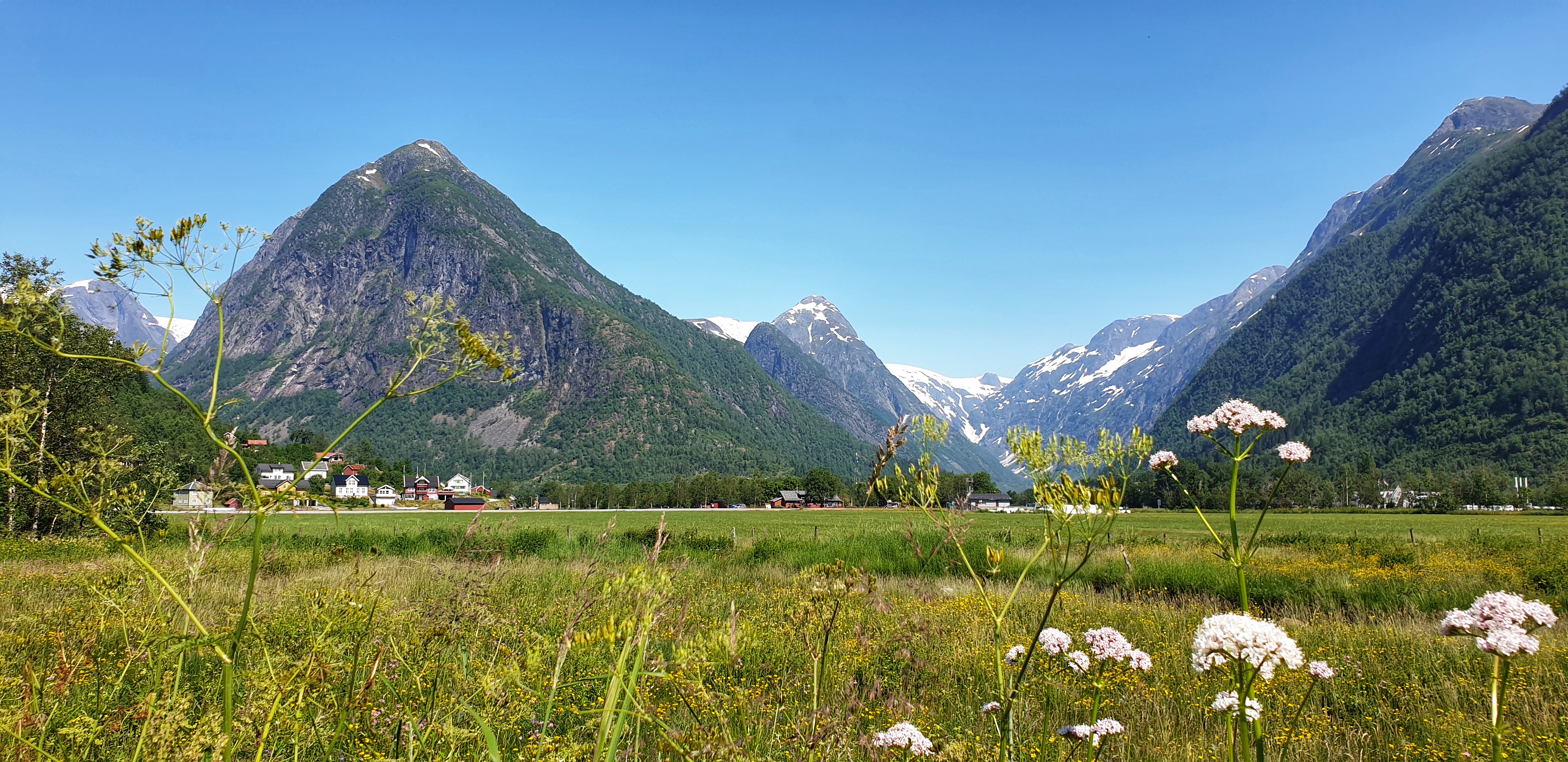 Flowers and fields in FjÆrland with mountains and glacier behind