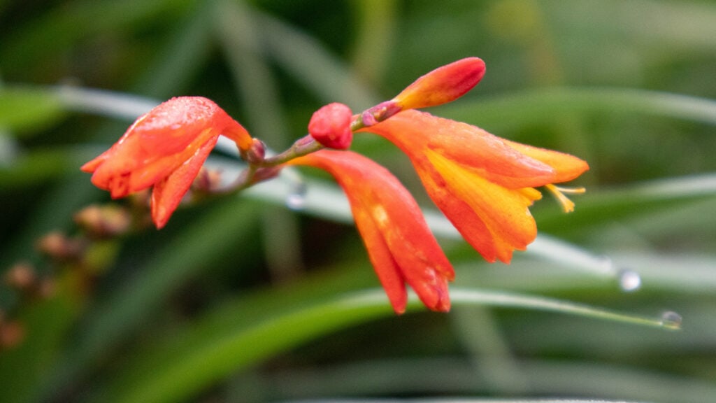 Close up photo of an orange flower