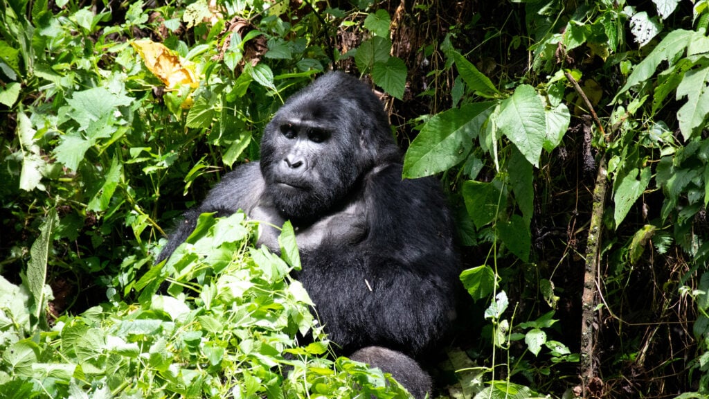 A silverback mountain gorilla sitting in the midst of green bushes, looking like he is thinking.