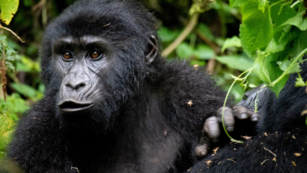 A baby mountain gorilla climbing on his mother looking curious.