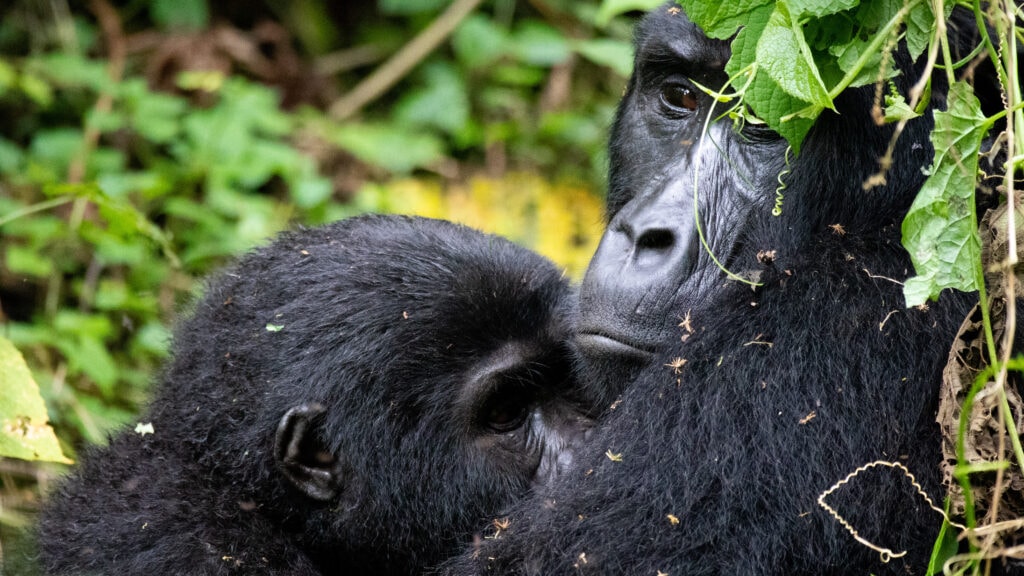 Why visit UNESCO World Heritage Sites? Learn about and experience the world's biodiversity. Like this mother mountain gorilla nursing her baby in Bwindi.