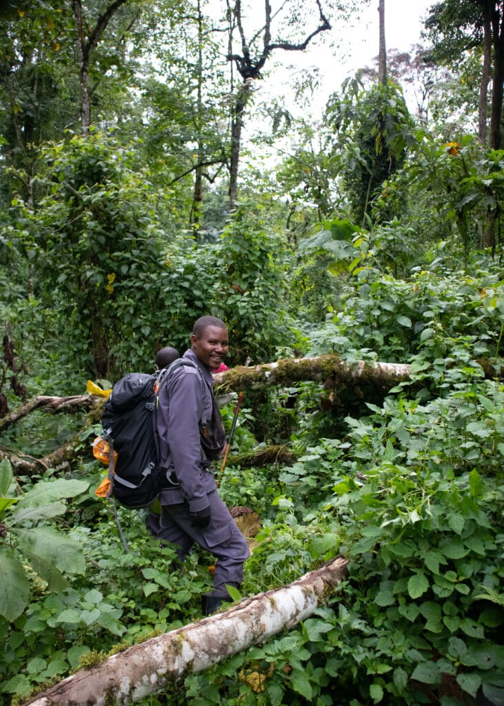 A smiling man with a backpack between two three stems in the bushes in Bwindi forest.