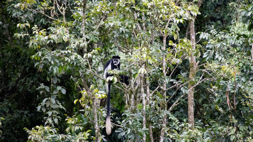 A black and white colobus monkey sitting in a tree in Bwindi National Park.