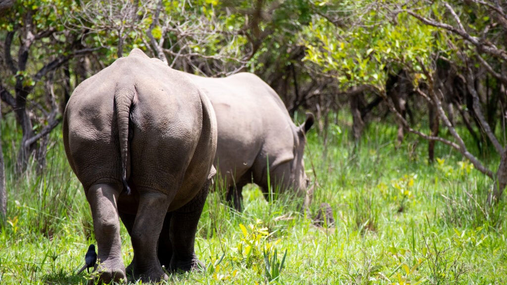 Two male rhinos seen from behind in Siwa Rhino Sanctuary in Uganda.