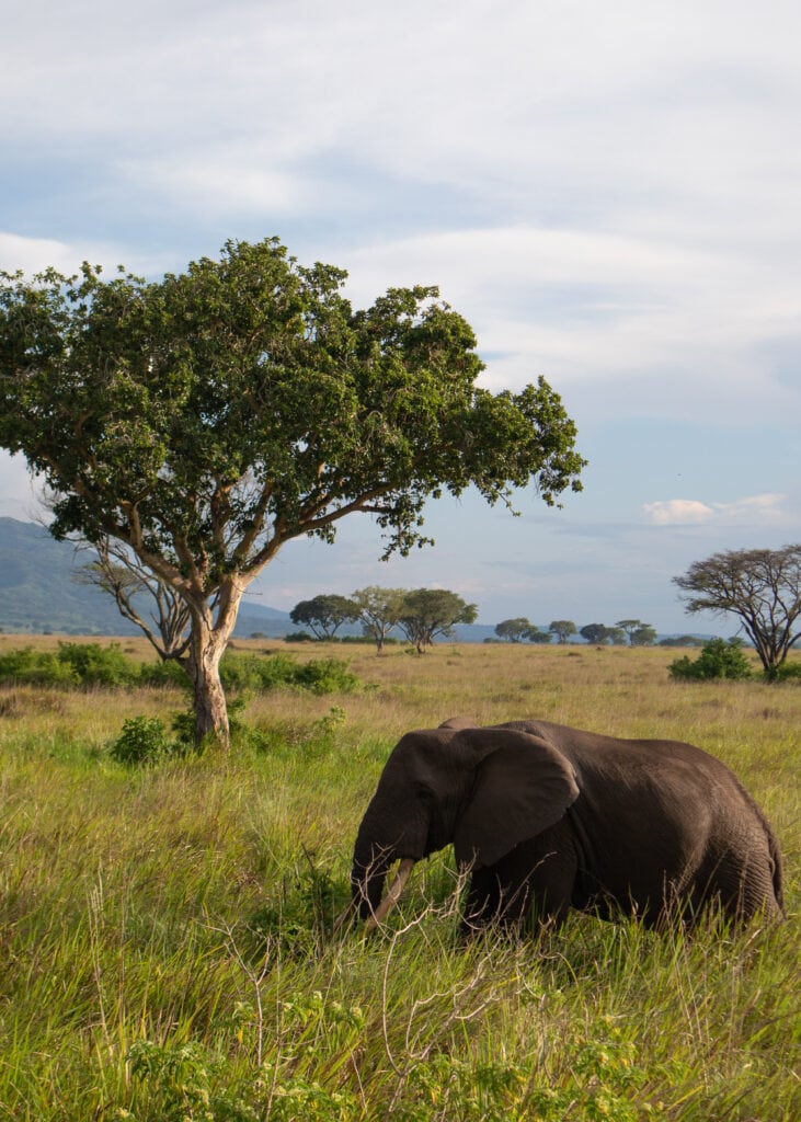 An elephant on the savannah of Queen Elizabeth National Park. Large tree next to him, and more trees and blue sky behind.