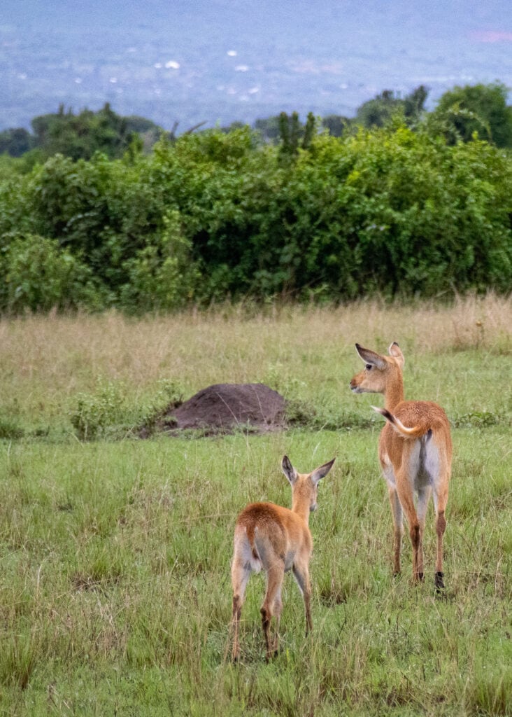 Ugandan Kob mother and calf seen walking from behind.