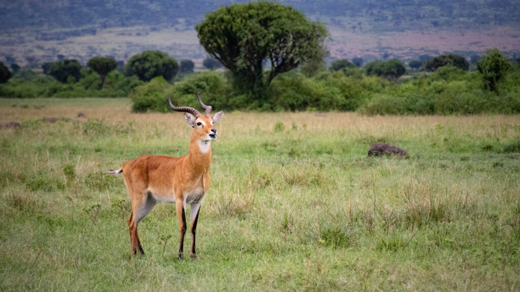 A male Ugandan Kob standing in a mating field in Queen Elizabeth National Park calling for females to come over.