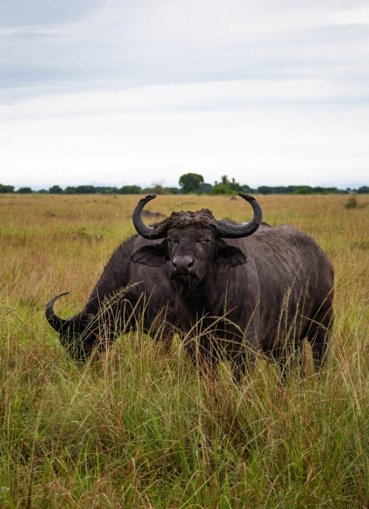 Two buffalos on the savannah seen on two days in Queen Elizabeth National Park. One grassing and the other looking into the camera.