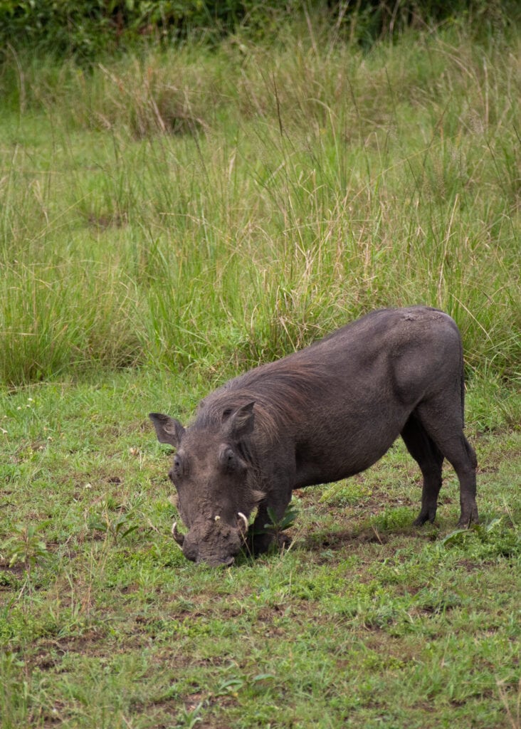 A warthog kneeling and eating grass in Queen Elizabeth National Park.
