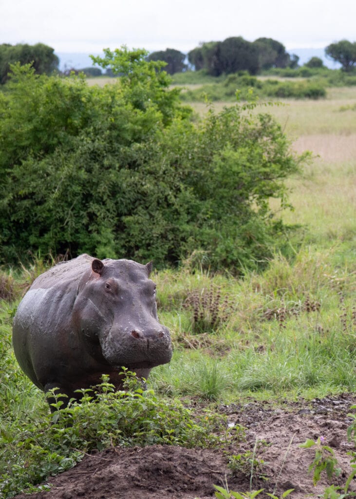 A hippopotamus standing by a pile of mud in front of green bushes.