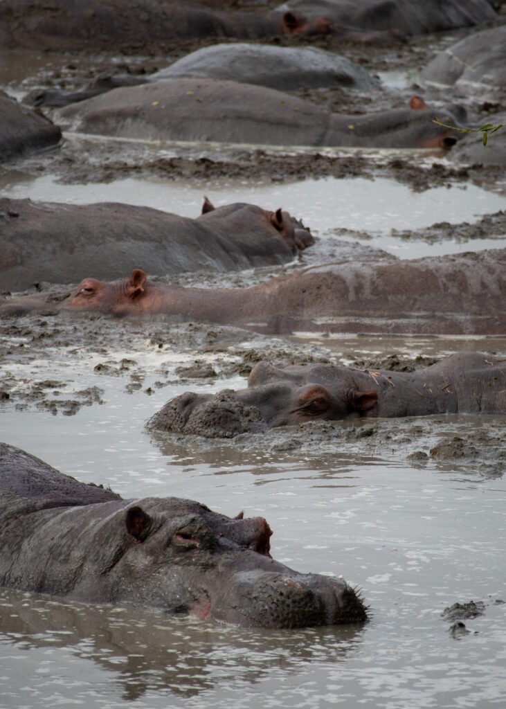 Ten hippos wallowing in mud. You will see plenty in Queen Elizabeth National Park.