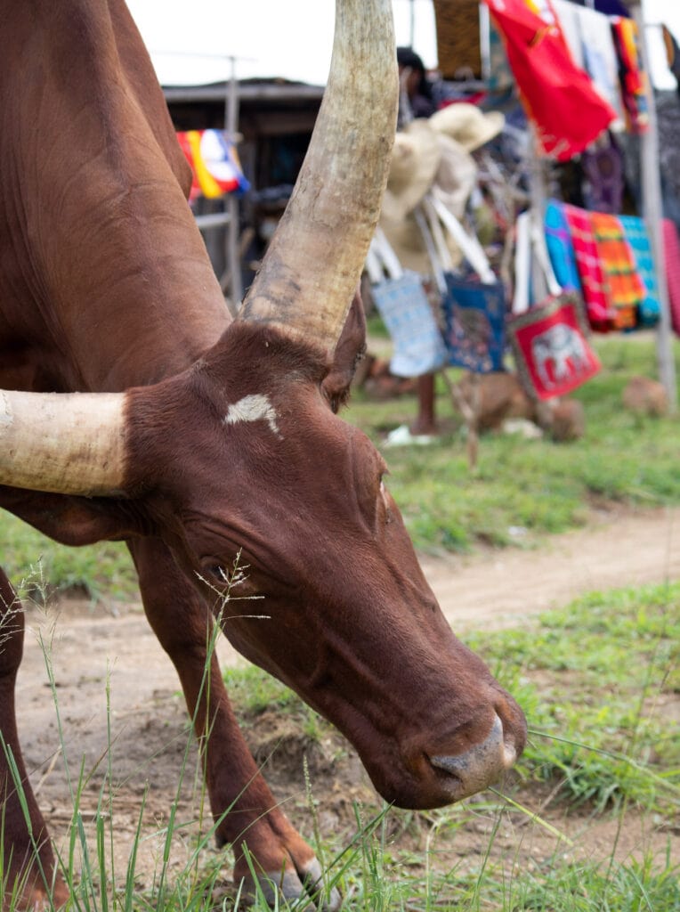 A brown cow with long horns in front of colourful garments and bags.