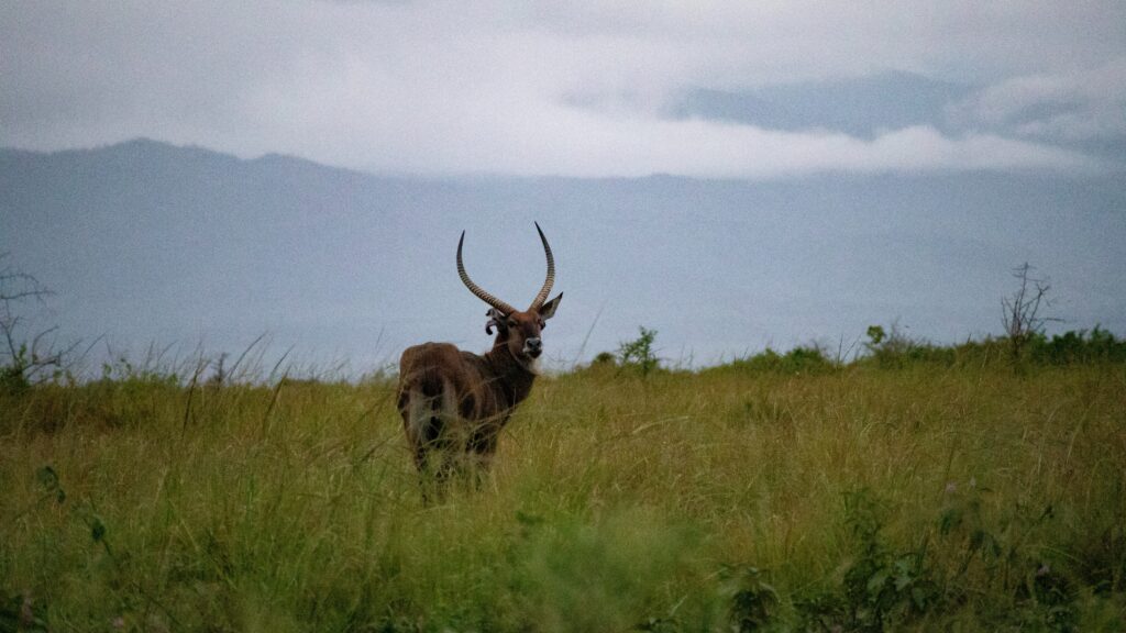 A male waterbuck standing in tall grass turning towards the camera.
