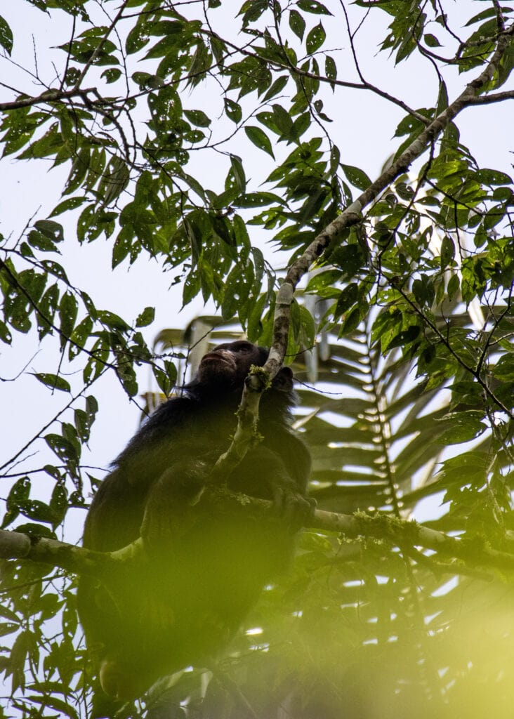 A chimpanzee leaning on a tree branch while looking up in the sky seen at the end of two days in Queen Elizabeth National Park.