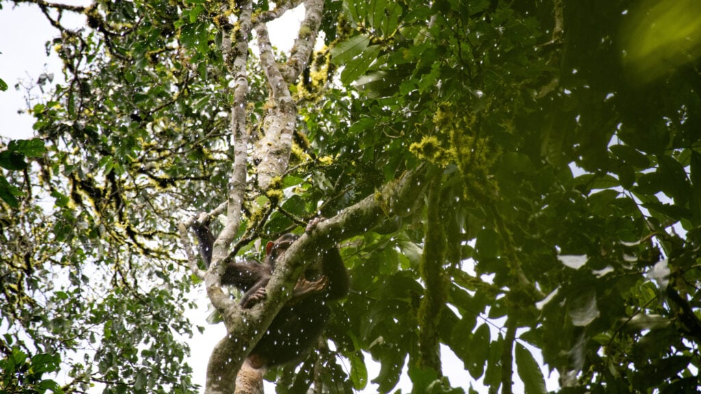 A young chimpanzee peeing from a tree while holding onto some branches. Visible drops and lots of green leaves.