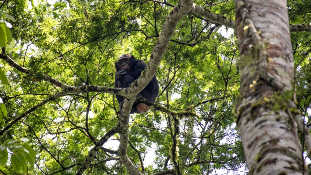 A chimpanzee sitting on a tree branch with its arms wrapped around his knees. Surrounded by green leaves.