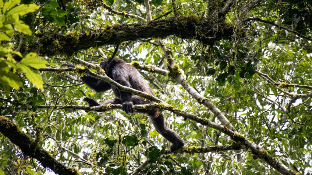A chimpanzee taking a long step between tree branches in Kalinzu forest.