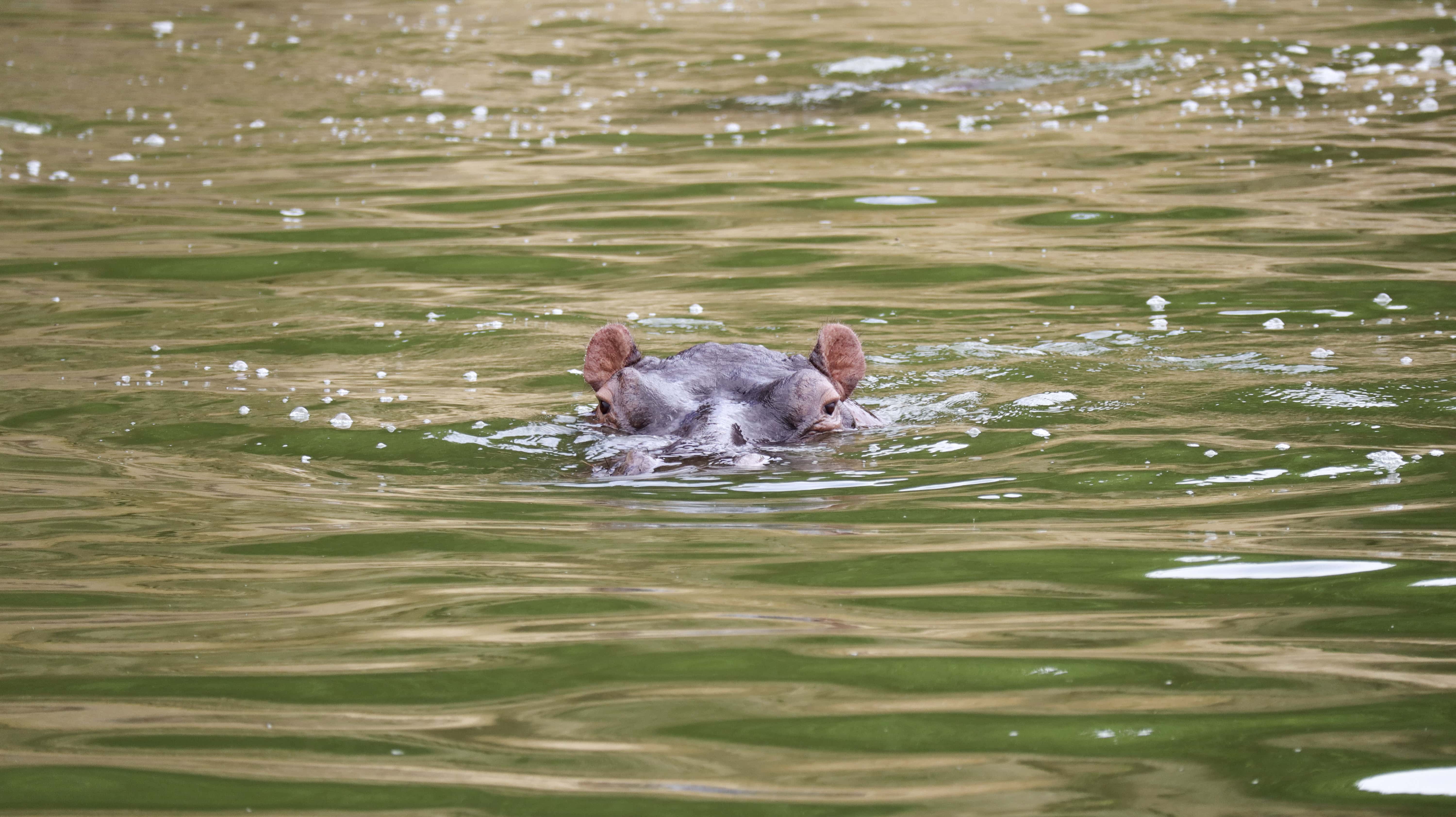 A hippopotamus peaking up from the Kazinga Channel's green water. Hippos are seen in plenty when spending two days in Queen Elizabeth National Park.