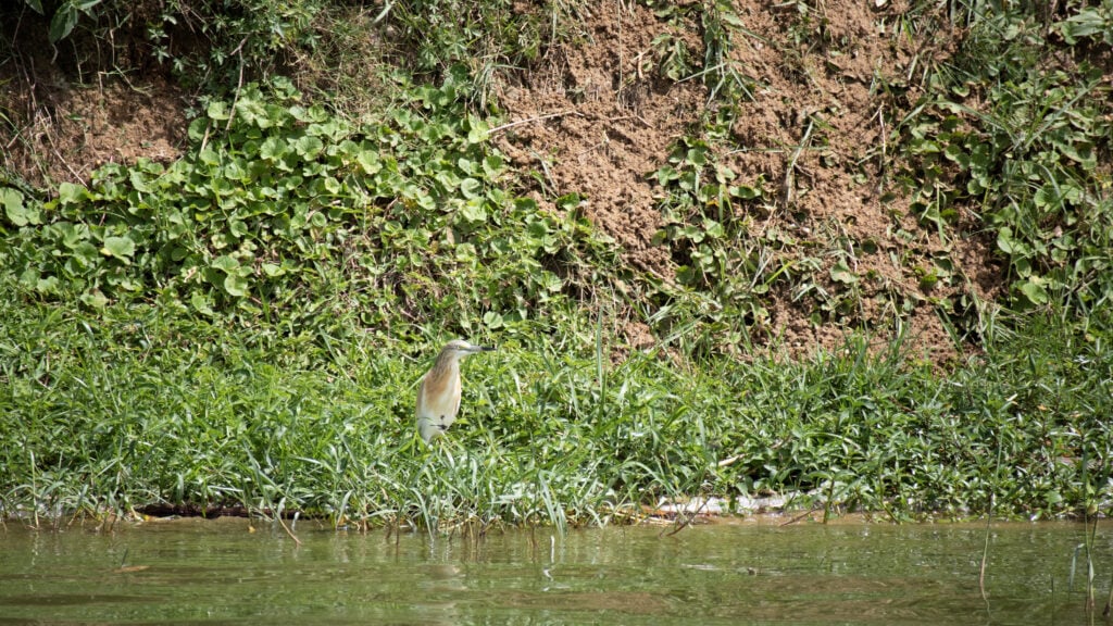 A heron bird standing in the green grass on the banks of the Kazinga Channel