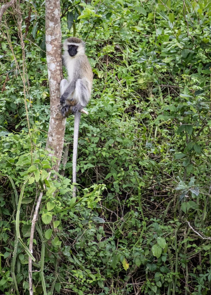A vervet monkey sitting in a tree by the Kazinga Channel in Uganda