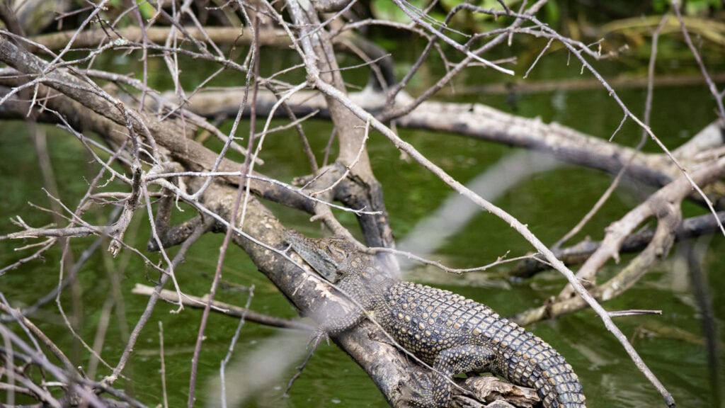 A baby crocodile resting on a fallen tree above Kazinga Channel
