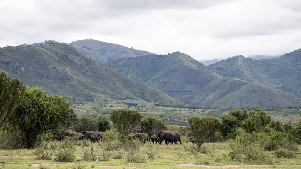 Elephants of all sizes walking between trees in Uganda.