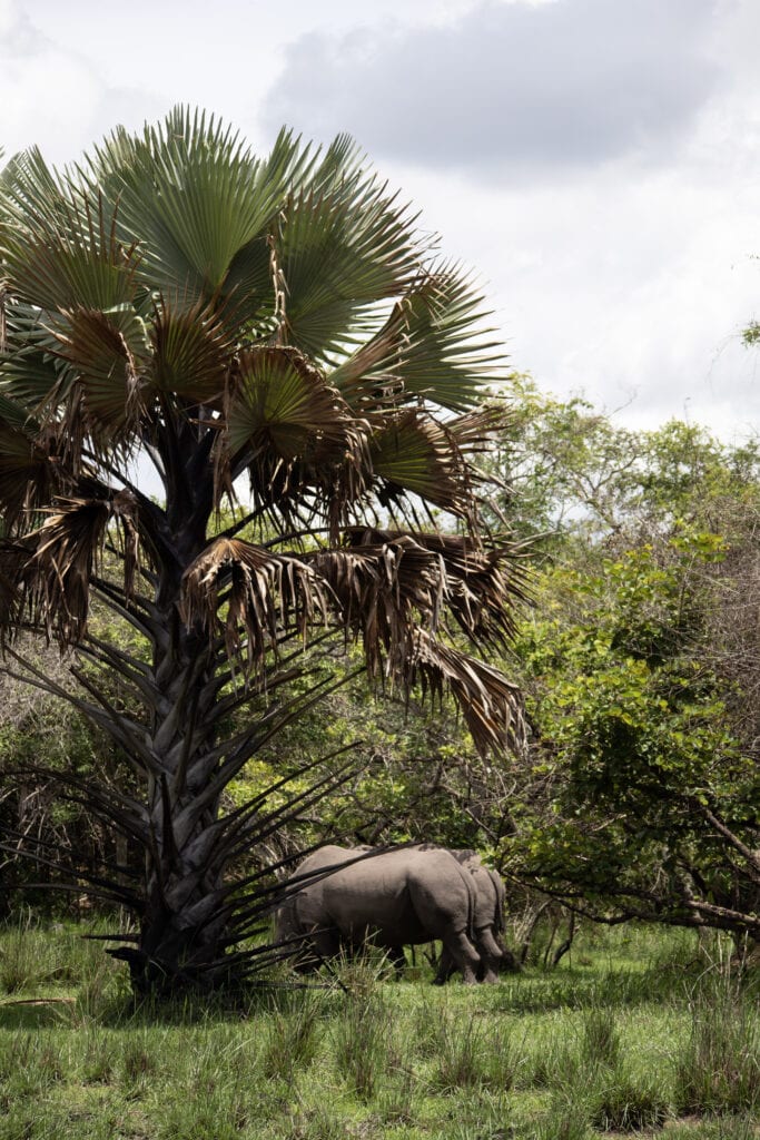 Two rhinos behind a palm tree, both eating green grass.