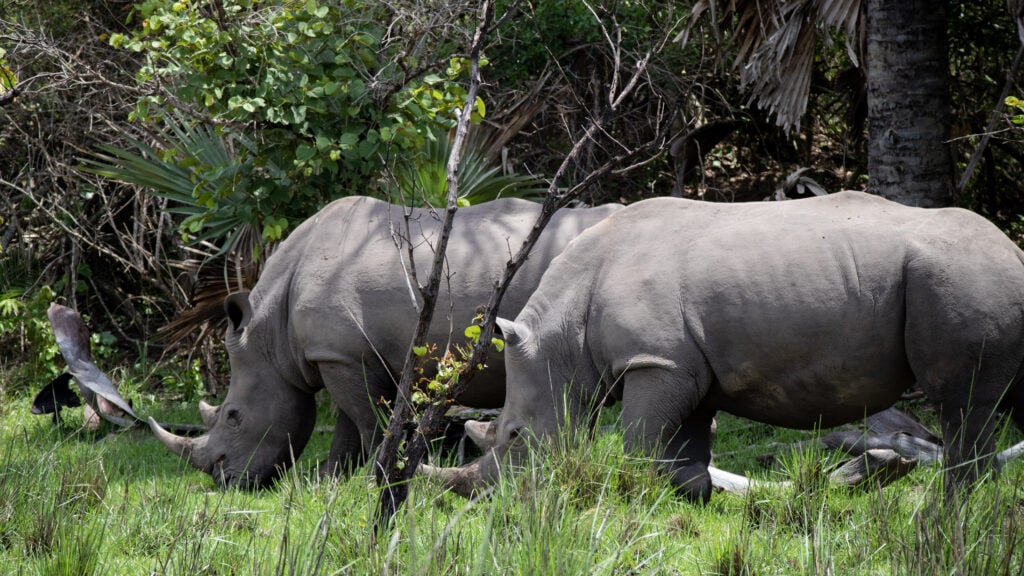 Two rhinos grassing in front of bushes and palm trees in Uganda.