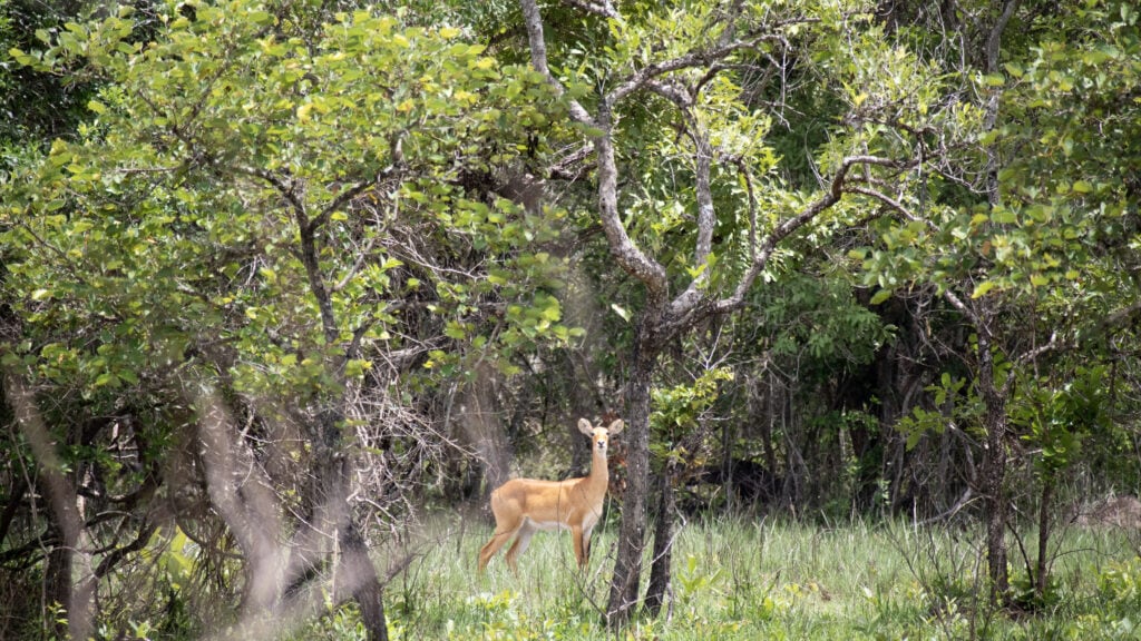 A Uganda Kob looking into the camera from between trees.