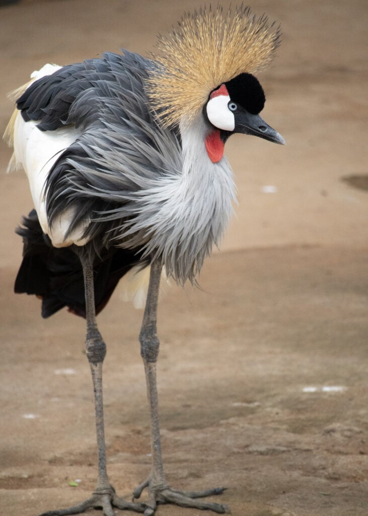 A large crested crane posing for the camera.