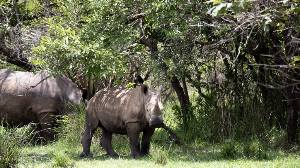 A baby rhino looking into the camera from underneath some trees with green leaves. The mother is eating grass behind.
