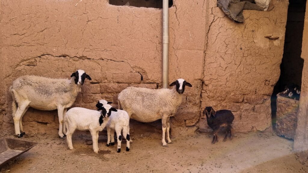 Two sheep and three lambs standing inside a house in Ait Ben Haddou.