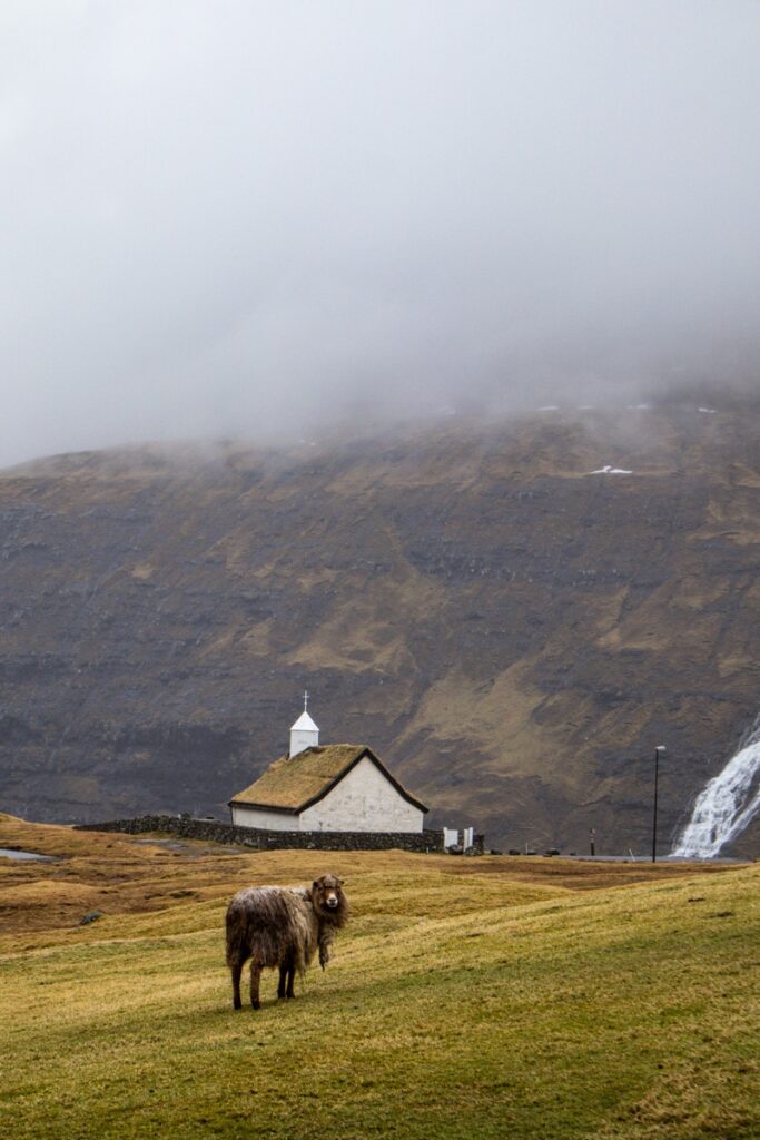 A sheep in front of Saksun church. Saksun is a must to visit when you have 3 days in the Faroe Islands.