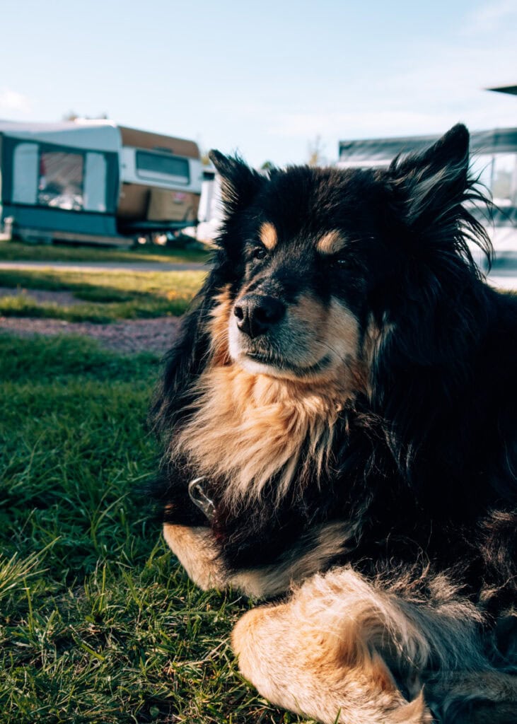 Close up of a Finnish Lappdog on a campsite in Sweden.