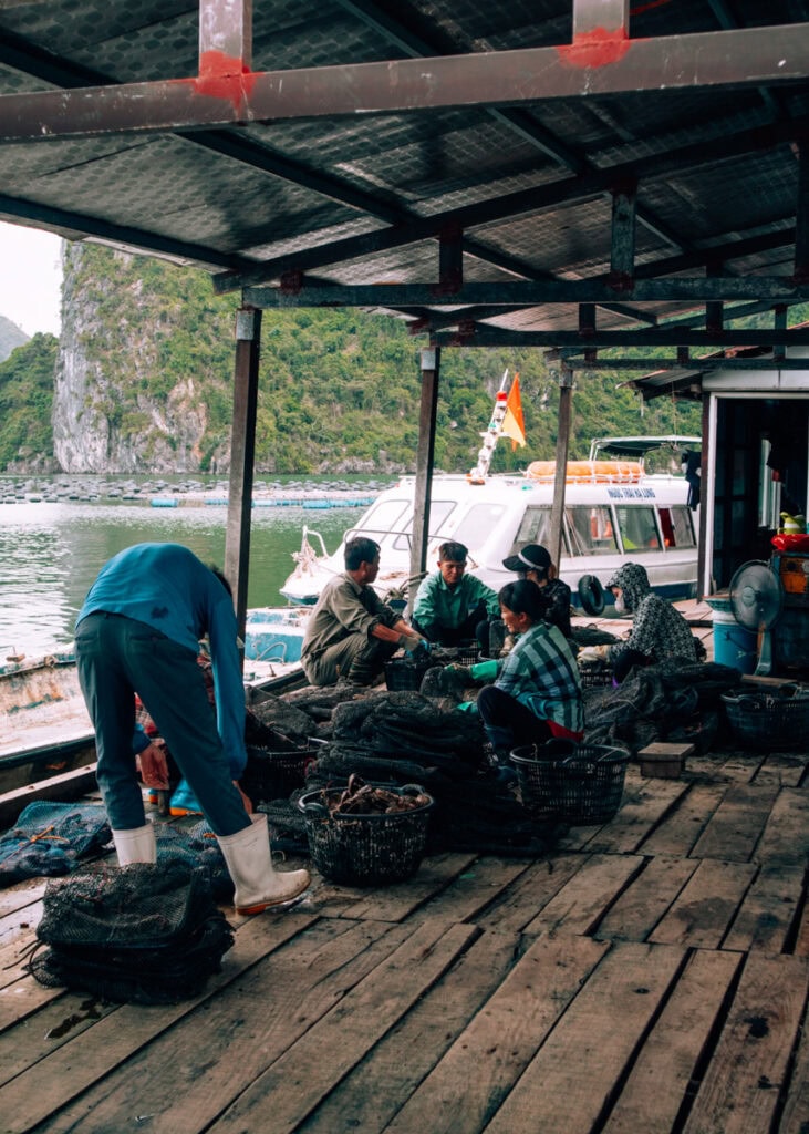 Workers at a pearl farm sitting in a group picking shells from nets.