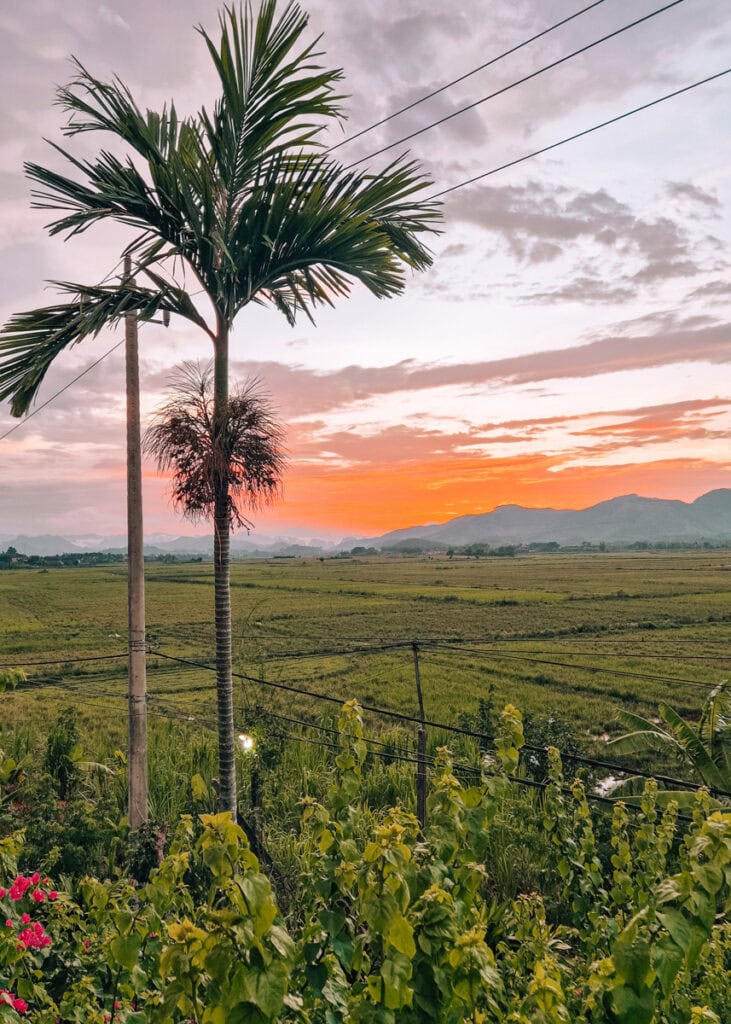 Sunset over the rural landscape seen behind a large palm tree at Phong Nha Farmstay.