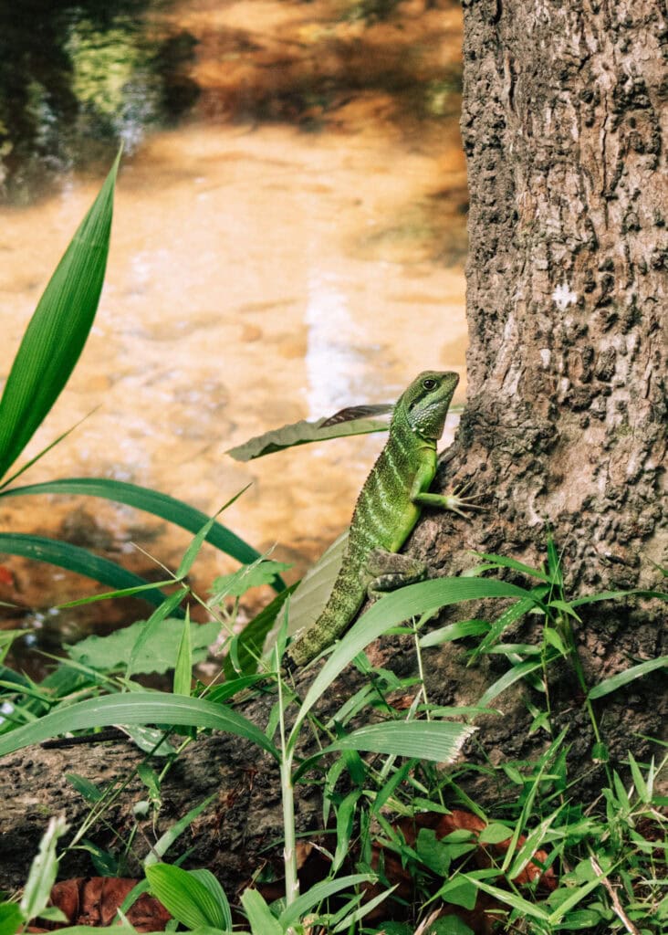 A green lizzard on a tree.