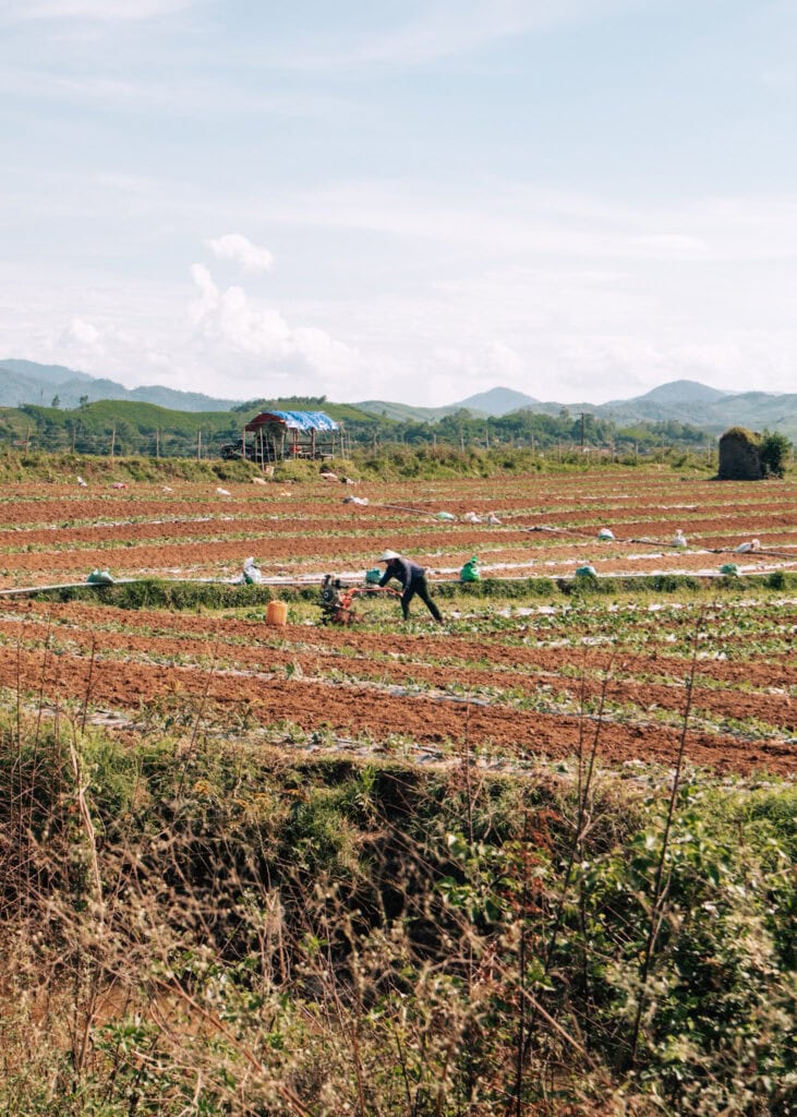 A person wearing a conical hat working on a field in Phong Nha.