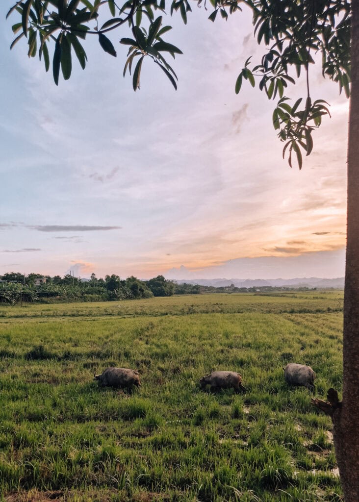 Three water buffalos walking past Phong Nha Farmstay at sunset.