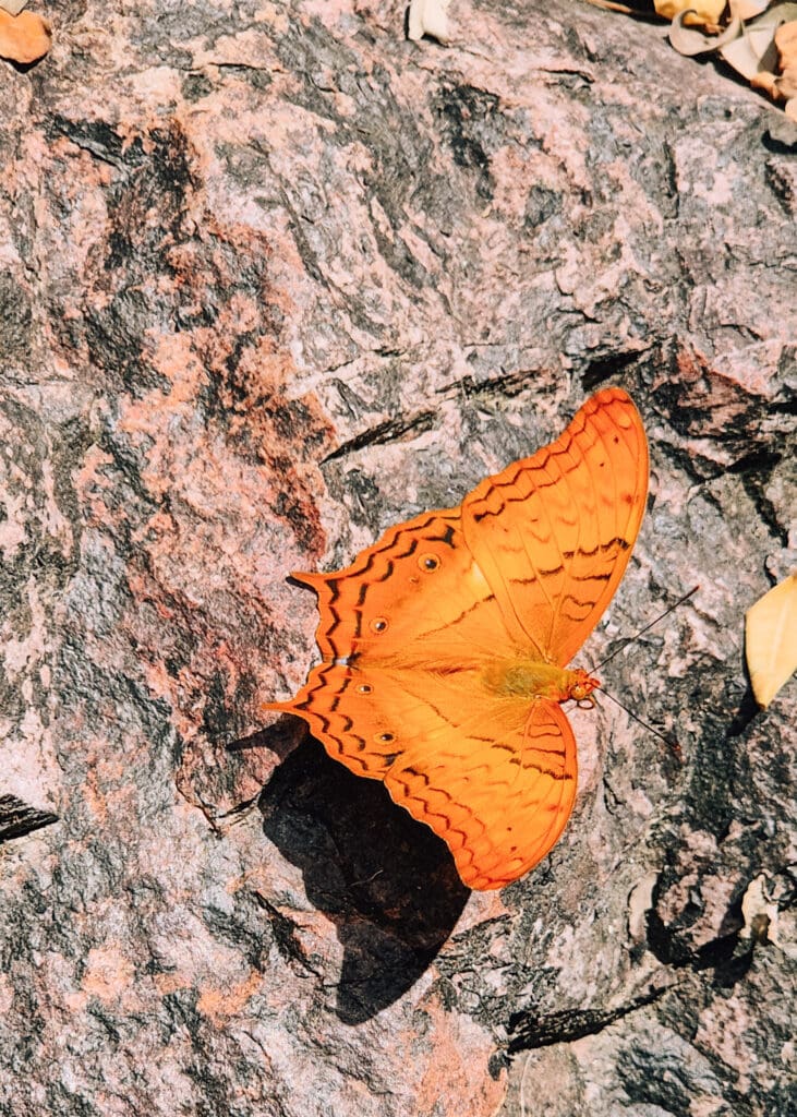 A bright orange butterfly on a rock.