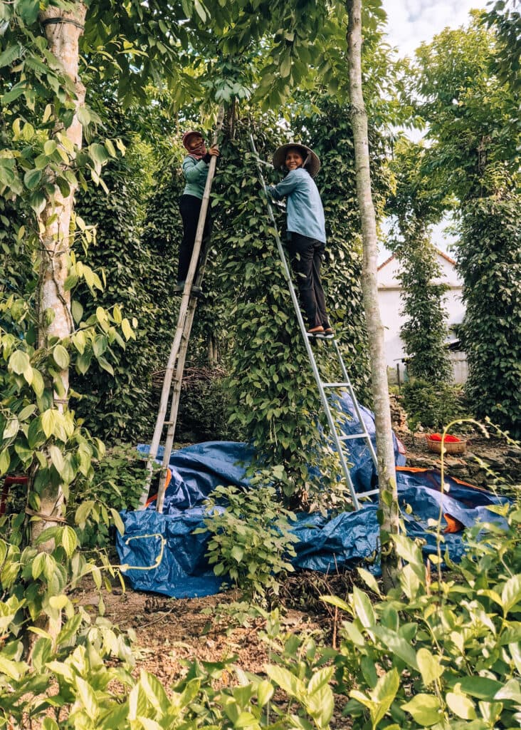 Two women standing in a tall ladder harvesting pepper.