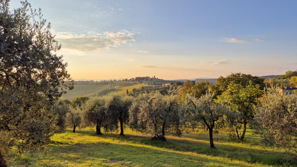 Tuscan landscape with olive grounds in the front on an early morning during my two days in San Gimignano.