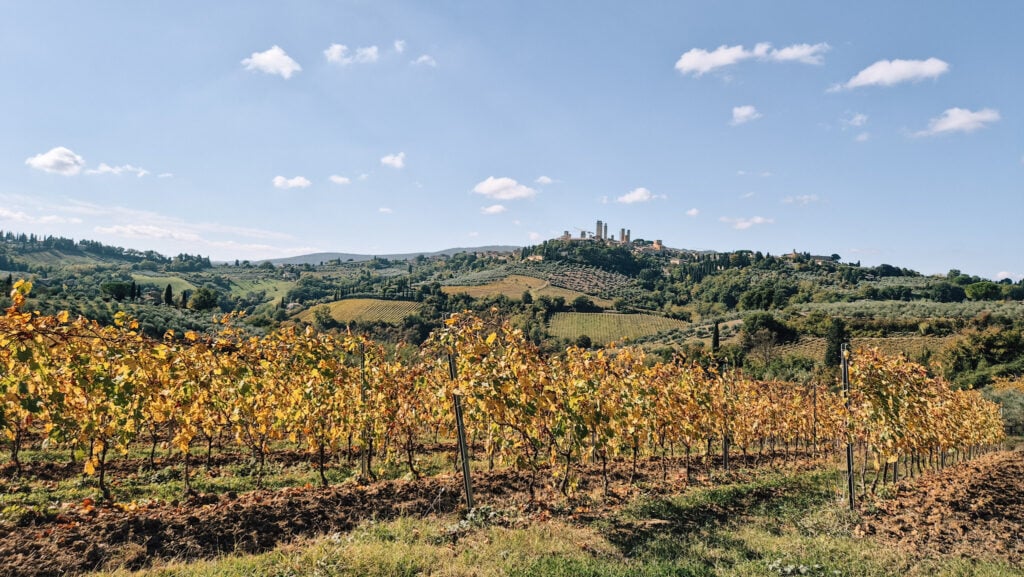 Autumn coloured wines in front of the towers of San Gimignano on a hill in the background.