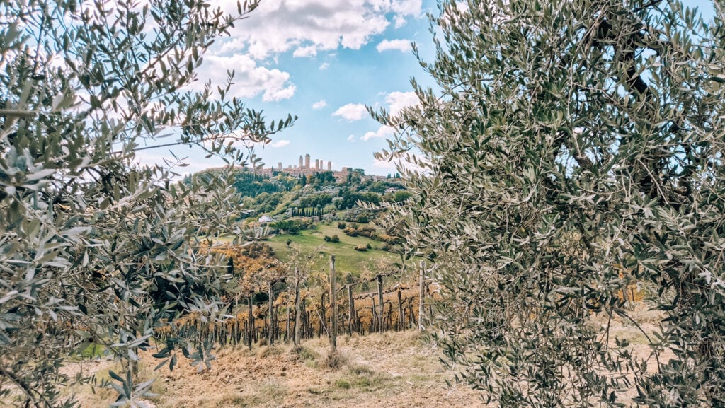 San Gimignano on a hill framed by olive trees.